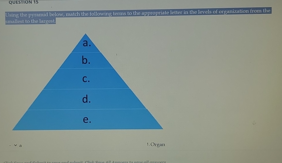 Using the pyramid below, match the following terms to the appropriate ...