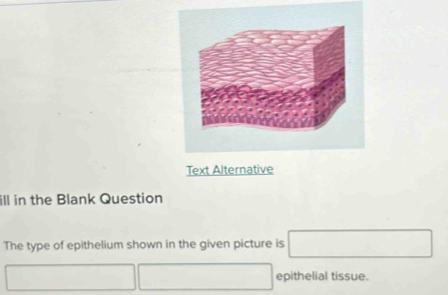 Text Alternative 
ill in the Blank Question 
The type of epithelium shown in the given picture is □ 
□  
□ 
□  epithelial tissue.