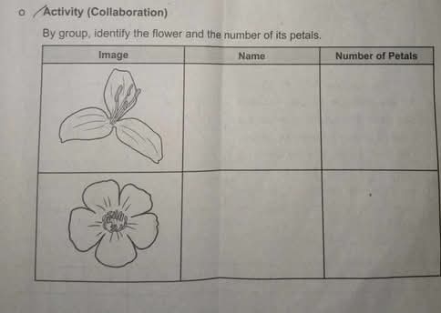 Activity (Collaboration) 
By group, identify the flower and the number of its petals.