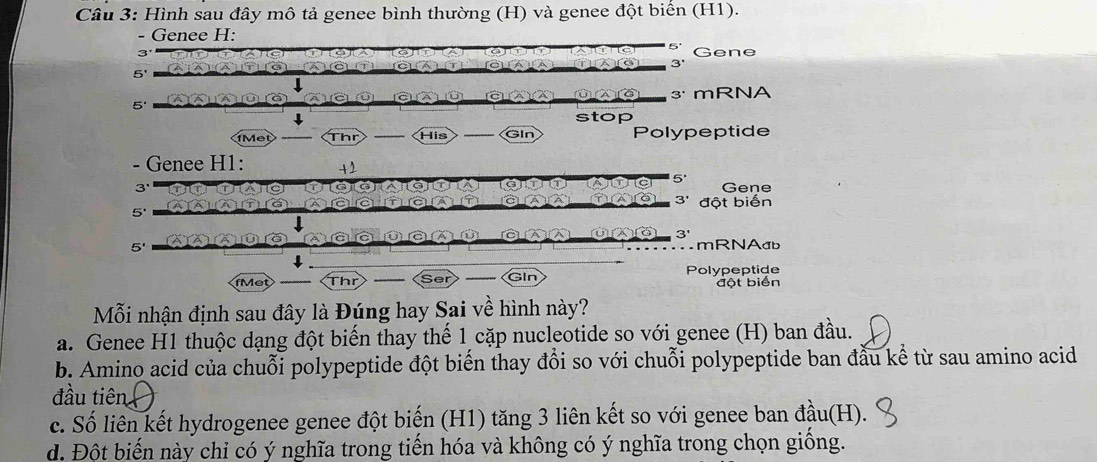 Hình sau đây mô tả genee bình thường (H) và genee đột biển (H1).
- Genee H:
Gene
5'
1
3' mRNA
5' oure
↓
stop
Met Thr His GIn Polypeptide
- Genee H1: +2
5°
a
3 Gene
A
a 3'
5 đột biến
|
U
a
3'
5' mRNAđb
Thr Ser Gin Polypeptide
đột biển
Mỗi nhận định sau đây là Đúng hay Sai về hình này?
a. Genee H1 thuộc dạng đột biến thay thế 1 cặp nucleotide so với genee (H) ban đầu.
b. Amino acid của chuỗi polypeptide đột biển thay đổi so với chuỗi polypeptide ban đầu kể từ sau amino acid
đầu tiên
c. Số liên kết hydrogenee genee đột biến (H1) tăng 3 liên kết so với genee ban đầu(H).
d. Đột biến này chỉ có ý nghĩa trong tiến hóa và không có ý nghĩa trong chọn giồng.