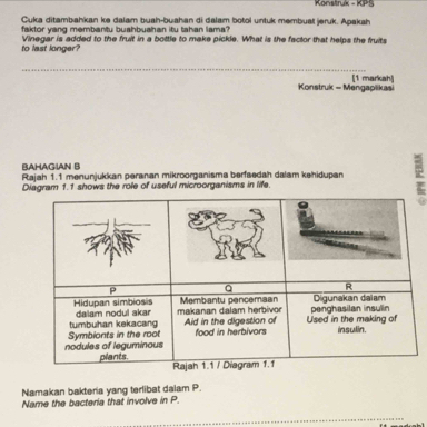 Konsttruk - KPS 
Cuka ditambahkan ke dalam buah-buahan di dalam botol untuk membuat jeruk. Apakah 
faktor yang membantu buahbuahan itu tahan lama? 
to last longer? Vinegar is added to the fruit in a bottle to make pickle. What is the factor that helps the fruits 
_ 
Konstruk - Mengaplikasi [1 markah] 
BAHAGIAN B 
Rajah 1.1 menunjukkan peranan mikroorganisma berfaedah dalam kehidupan 
Diagram 1.1 shows the role of useful microorganisms in life. 
Namakan bakteria yang terlibat dalam P. 
Name the bacteria that involve in P. 
_