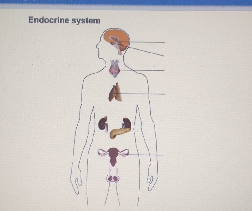 Endocrine system