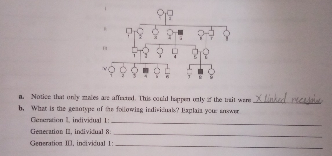 Notice that only males are affected. This could happen only if the trait were_ 
b. What is the genotype of the following individuals? Explain your answer. 
Generation I, individual 1:_ 
Generation II, individual 8:_ 
Generation III, individual 1:_