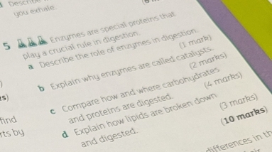 Descr be 
you exhale. 
5 l l l Enzymes are special proteins that 
(1 mark) 
play a crucial rule in digestion. 
Describe the role of enzymes in digestion 
(2 marks) 
S) b Explain why enzymes are called catalysts 
(4 marks) 
Compare how and where carbohydrates 
find and proteins are digested. 
(10 marks) 
rts by d Explain how lipids are broken down 
and digested (3 marks) 
frn s in th 
-