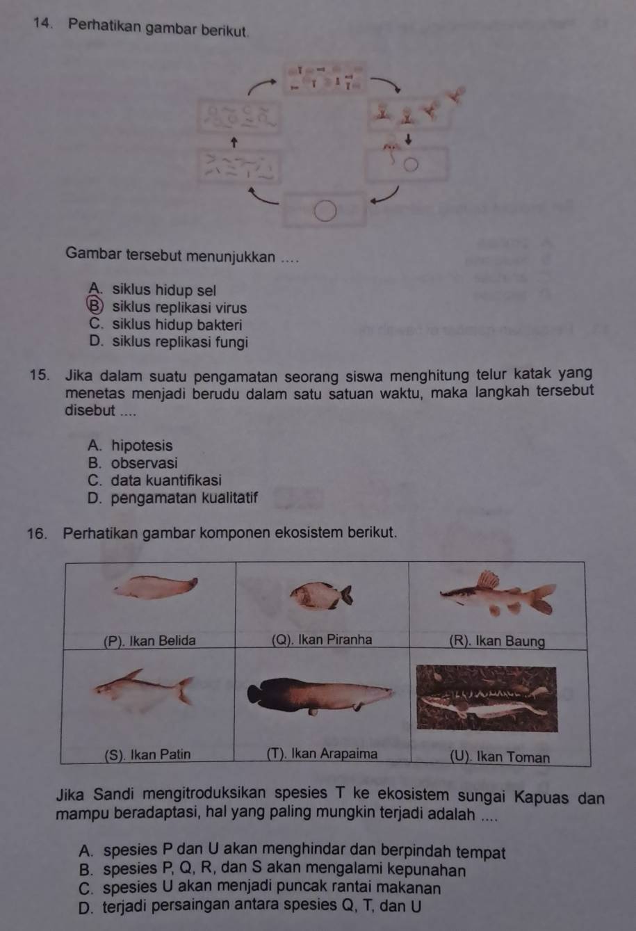 Perhatikan gambar berikut.
Gambar tersebut menunjukkan ....
A. siklus hidup sel
B siklus replikasi virus
C. siklus hidup bakteri
D. siklus replikasi fungi
15. Jika dalam suatu pengamatan seorang siswa menghitung telur katak yang
menetas menjadi berudu dalam satu satuan waktu, maka langkah tersebut
disebut ....
A. hipotesis
B. observasi
C. data kuantifikasi
D. pengamatan kualitatif
16. Perhatikan gambar komponen ekosistem berikut.
Jika Sandi mengitroduksikan spesies T ke ekosistem sungai Kapuas dan
mampu beradaptasi, hal yang paling mungkin terjadi adalah ....
A. spesies P dan U akan menghindar dan berpindah tempat
B. spesies P, Q, R, dan S akan mengalami kepunahan
C. spesies U akan menjadi puncak rantai makanan
D. terjadi persaingan antara spesies Q, T, dan U