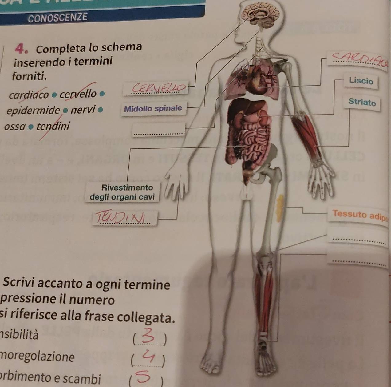 CONOSCENZE 
4. Compl 
inserendo 
forniti. 
o 
cardiaco ● ce 
o 
epidermide 
ossa ● tendini 
Tessuto adip 
Scrivi accan 
pressione il 
si riferisce al 
nsibilità 
moregolazion 
orbimento e scambi