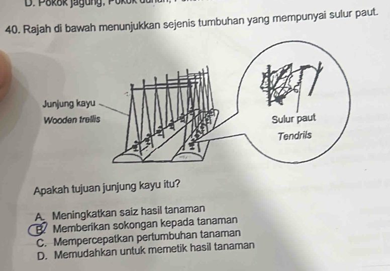 Pokok jagung, Pokok du
40. Rajah di bawah menunjukkan sejenis tumbuhan yang mempunyai sulur paut.
Apakah tujuan junjung kayu itu?
A Meningkatkan saiz hasil tanaman
B. Memberikan sokongan kepada tanaman
C. Mempercepatkan pertumbuhan tanaman
D. Memudahkan untuk memetik hasil tanaman