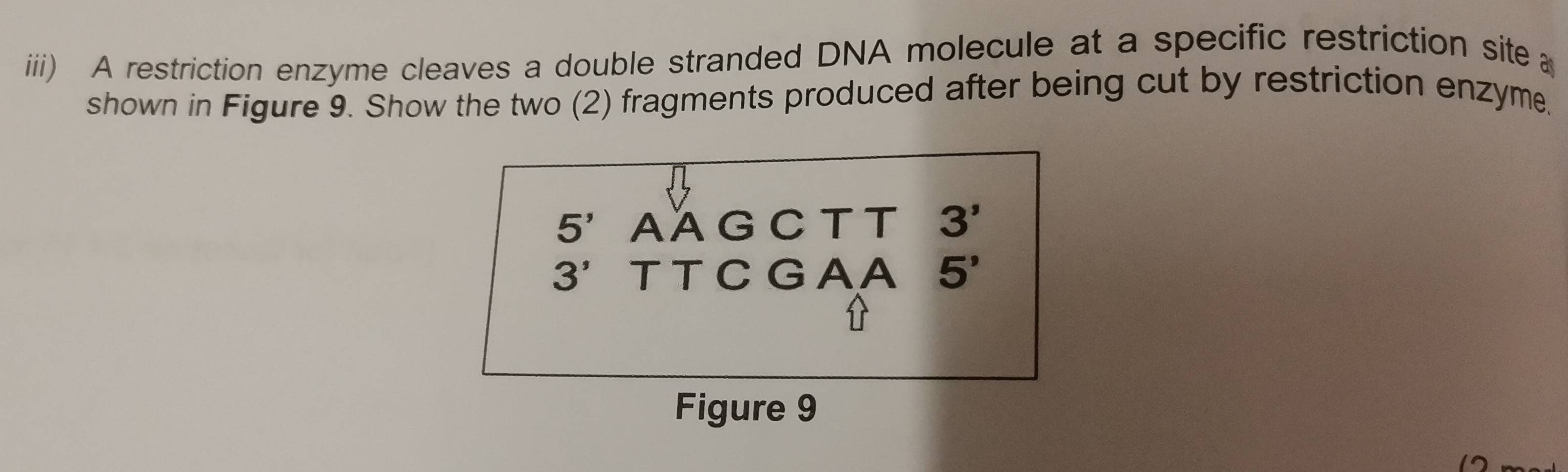 iiii) A restriction enzyme cleaves a double stranded DNA molecule at a specific restriction site 
shown in Figure 9. Show the two (2) fragments produced after being cut by restriction enzyme.
5' AAG CTT 3'
3' TT C G A A 5^,
Figure 9