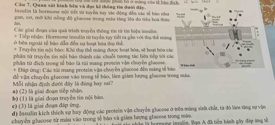 roiem thị thể ch được phân bố ở màng của tế bào đích.
Câu 7. Quan sát hình bên và đọc kĩ thông tin dưới đây. 
Insulin là hormone nội tiết từ tuyến tuy tác động đến các tế bào như
gan, cơ, mỡ khi nồng độ glucose trong máu tăng lên do tiêu hoá thức
ăn. 
Các giai đoạn của quá trình truyền thông tin từ tín hiệu insulin:
+ Tiếp nhận: Hormone insulin từ tuyến tụy tiết ra gắn với thụ thể màn
ở bên ngoài tế bào dẫn đến sự hoạt hóa thụ thể.
+ Truyền tin nội bào: Khi thụ thể màng được hoạt hóa, sẽ hoạt hóa cá
phân tử truyền tin nội bào thành các chuỗi tương tác liên tiếp tới c
phân tử đích trong tế bào là túi mang protein vận chuyển glucose. 
+ Đáp ứng: Các túi mang protein vận chuyển glucose đến màng tế b
đễ vận chuyền glucose vào trong tế bào, làm giảm lượng glucose trong máu.
Mỗi nhận định dưới đây là đúng hay sai?
a) (2) là giai đoạn tiếp nhận.
b) (1) là giai đoạn truyền tin nội bào.
c) (3) là giai đoạn đáp ứng.
d) Insulin kích thích sự huy động các protein vận chuyển glucose ở trên màng sinh chất, từ đó làm tăng sự vận
chuyển glucose từ máu vào trong tế bào và giảm lượng glucose trong máu.
lắc nhân là hormone insulin. Bạn A đã tiến hành gây đáp ứng tế