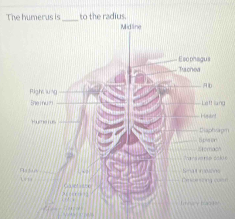 The humerus is to the radius. 
g
m
n 
n 
Metcornais