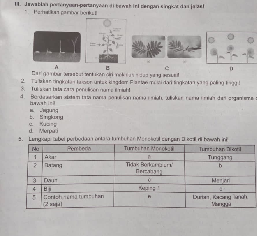 Jawablah pertanyaan-pertanyaan di bawah ini dengan singkat dan jelas! 
1. Perhatikan gambar berikut! 
(b| 
A 
B 
C 
D 
Dari gambar tersebut tentukan ciri makhluk hidup yang sesuai! 
2. Tuliskan tingkatan takson untuk kingdom Plantae mulai dari tingkatan yang paling tinggi! 
3. Tuliskan tata cara penulisan nama ilmiah! 
4. Berdasarkan sistem tata nama penulisan nama ilmiah, tuliskan nama ilmiah dari organisme 
bawah ini! 
a. Jagung 
b. Singkong 
c. Kucing 
d. Merpati 
5. Lengkapi tabel perbedaan antara tumbuhan Monokotil dengan Dikotil di bawah ini!