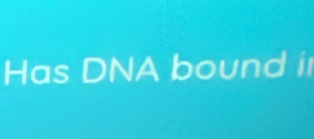 Has DNA bound i