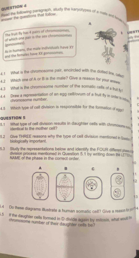 Read the following paragraph, study the karyotypes of a male and femak 
answer the questions that follow. 
A 
The fruit fly has 4 pairs of chromosomes, 
of which one pair is the sex chromosomes 
udy the 
(gonosomes). UESTI 
restion 
As in humans, the male individuals have XY 
and the females have XX gonosomes. 
4.1 What is the chromosome pair, encircled with the dotted line, called? 
4.2 Which one of A or B is the male? Give a reason for your answer. 
4.3 What is the chromosome number of the somatic cells of a fruit fly? 
4.4 Draw a representation of an egg cell/ovum of a fruit fly in order to indos 
chromosome number. 
2 
4.5 Which type of cell division is responsible for the formation of eggs? 3 
QUESTION 5 
4 
5.1 What type of cell division results in daughter cells with chromosome nat 5
identical to the mother cell? 
5.2 Give THREE reasons why the type of cell division mentioned in Questio 7 
biologically important. 
5.3 Study the representations below and identify the FOUR different phases 
division process mentioned in Question 5.1 by writing down the LETTE 
NAME of the phase in the correct order. 
10 
A B C D 
11 
12 
13 
5.4 Do these diagrams illustrate a human somatic cell? Give a reason for 14
5.5 If the daughter cells formed in D divide again by mitosis, what would the 
chromosome number of their daughter cells be?