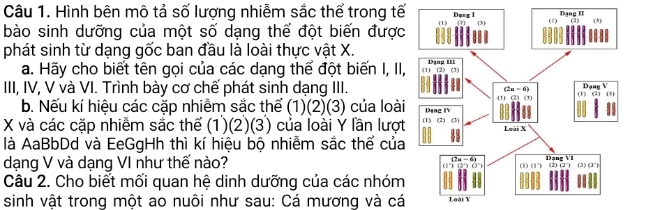 Hình bên mô tả số lượng nhiễm sắc thể trong tế 
bào sinh dưỡng của một số dạng thể đột biến được 
phát sinh từ dạng gốc ban đầu là loài thực vật X. 
a. Hãy cho biết tên gọi của các dạng thể đột biến I, II, 
III, IV, V và VI. Trình bày cơ chế phát sinh dạng III. 
b. Nếu kí hiệu các cặp nhiễm sắc thể (1)(2)(3) của loài
X và các cặp nhiễm sắc thể (1)(2)(3) của loài Ý lần lượt 
là AaBbDd và EeGgHh thì kí hiệu bộ nhiễm sắc thể của 
dạng V và dạng VI như thế nào? 
Câu 2. Cho biết mối quan hệ dinh dưỡng của các nhóm 
sinh vật trong một ao nuôi như sau: Cá mương và cá Loài Y