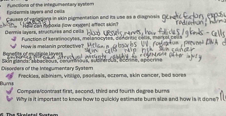 Functions of the integumentary system 
Epidermis layers and cells 
Causes of variations in skin pigmentation and its use as a diagnosis 
* How can hypoxia (low oxygen) affect skin? 
Dermis layers, structures and cells 
Function of keratinocytes, melanocytes, dendritic cells, merkel cells 
How is melanin protective? 
Benefits of multiple lavers 
Skin glands: sebaceous, ceruminous, sudiferous, éccrine, apocrine 
Disorders of the Integumentary System 
Freckles, albinism, vitiligo, psoriasis, eczema, skin cancer, bed sores 
Burns 
Compare/contrast first, second, third and fourth degree burns 
Why is it important to know how to quickly estimate burn size and how is it done? 
6. The Skeletal System