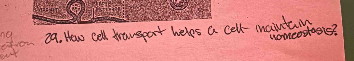 nomeostagis? 
ertrom 29. Hew cell traveport helps a cell mainting 
ng 
eat
