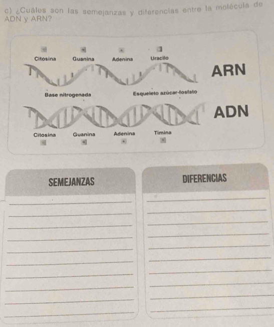 ¿Cuáles son las semejanzas y diferencias entre la molécula de 
ADN y ARN? 
SEMEJANZAS DIFERENCIAS 
_ 
_ 
_ 
_ 
_ 
_ 
_ 
_ 
_ 
_ 
_ 
_ 
_ 
_ 
_ 
_ 
_ 
_ 
_ 
_