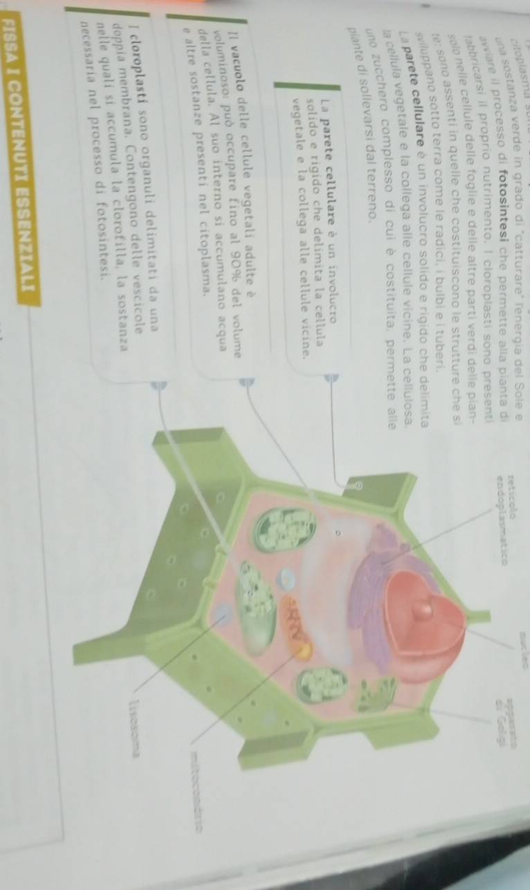 nucleo 
una sostanza verde in grado di "catturare" l'energia del Sole e retícolo 
apparnto 
awiare il processo di fotosintesi che permette alla pianta di 
labbricarsi il proprio nutrimento. I cloroplasti sono matico 
solo nelle cellule delle foglie e delle âltre parti verdi de 
le: sono assenti in quelle che costituiscono le struttu 
sviluppano sotto terra come le radici, i bulbi e i tuberi 
La parete cellulare é un involucro solido e rigido che 
la cellula vegetale e la collega alle cellule vicine. La 
uno zucchero complesso di cui è costituita, perm 
piante di sollevarsi dal terreno. 
La parete cellulare è un involucro 
solído e rigido che delimita la cellula 
vegetale e la collega alle cellule vicine. 
II vacuolo delle cellule vegetali adulte è 
voluminoso: può occupare fino al 90% del volume 
della cellula. Al suo interno si accumulano acqua 
e altre sostanze presenti nel citoplasma. 
I cloroplasti sono organuli delimitati da una 
doppia membrana. Contengono delle vescicole 
nelle qualí si accumula la clorofilla, la sostanza 
necessaría nel processo di fotosintesi. 
FISSA I CONTENUTI ESSENZIALI