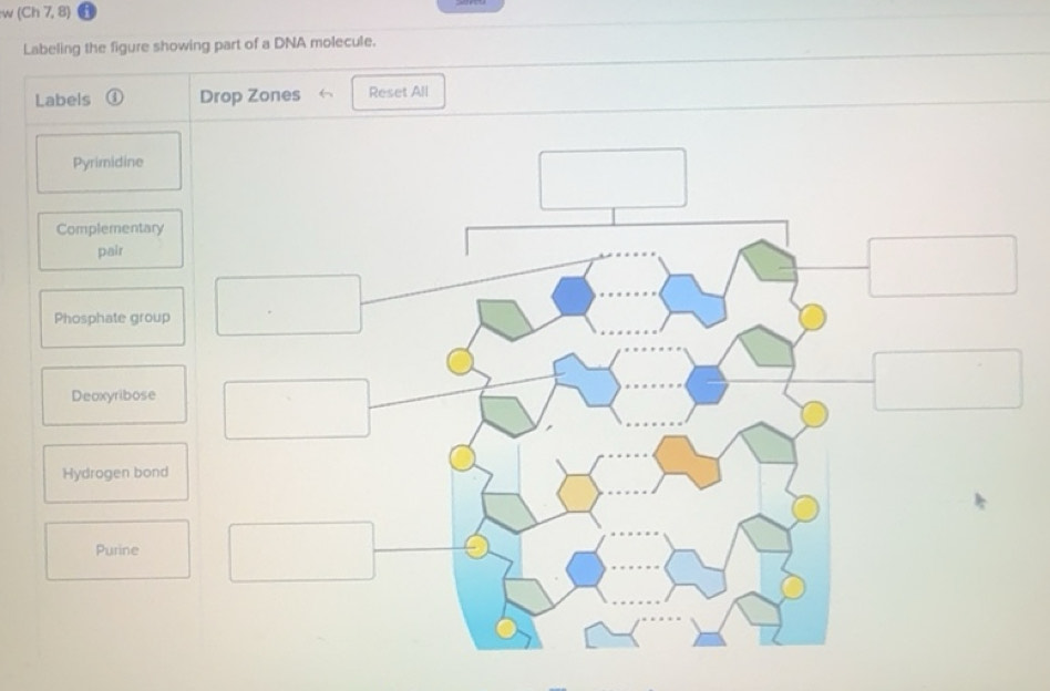 Solved: (Ch 7, 8) Labeling the figure showing part of a DNA molecule ...