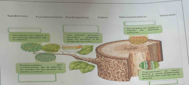 Epidermis Fundamental- Parénquima Süber Meristemático 
Vascular 
Se localira en tallos y calces dú planta 
R e cu t en l a s hoí a y Sus células poseen leñosas 
las partes jóvenes de paredes u e s e div id e n a l e l e a d a s 
l a planta 
lárço de su vida 
Responsables 
crecímíento de la planta, t 
ramas y raices. s e s it ü an en ls brutes de 
L 
e 
Tramportan bruta y savía elabórada 
# través del cuerpo de la 
planta