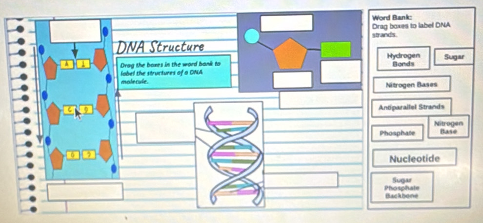 to labell DNA
Sugar
Hydrogen s
n Bases
lel Strands
Nitrogen
te Base
eotide
r
Phosphate
Backbone