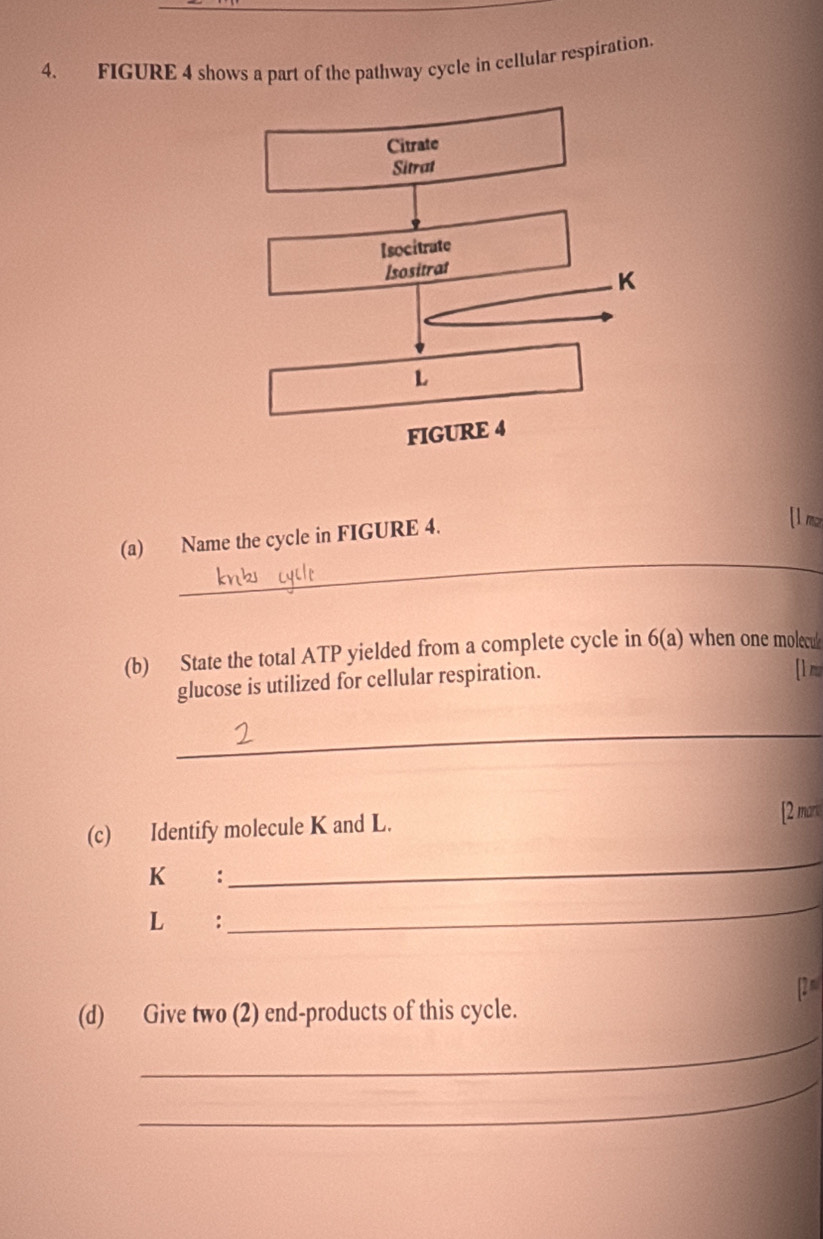 FIGURE 4 shows a part of the pathway cycle in cellular respiration. 
_ 
(a) Name the cycle in FIGURE 4. 
[ l m
(b) State the total ATP yielded from a complete cycle in 6(a) when one molecu 
glucose is utilized for cellular respiration. [ lr
_ 
(c) Identify molecule K and L. [2 mur
K ： 
_
L ： 
_ 
2 
_ 
(d) Give two (2) end-products of this cycle. 
_