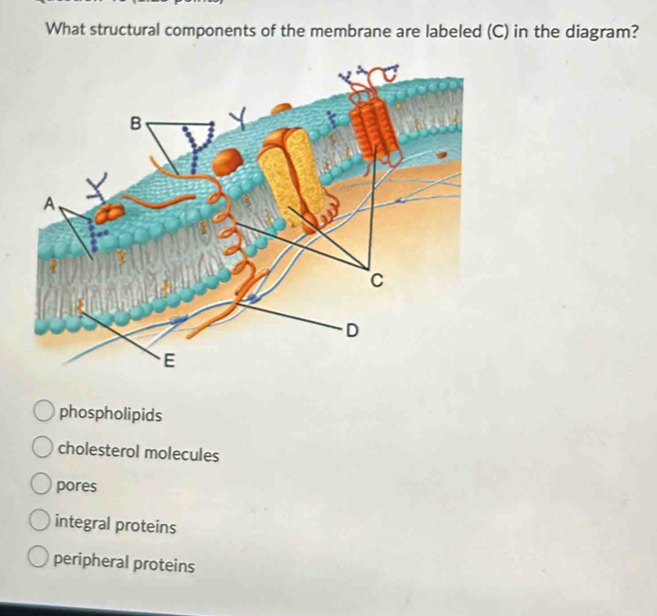 What structural components of the membrane are labeled (C) in the diagram?
phospholipids
cholesterol molecules
pores
integral proteins
peripheral proteins