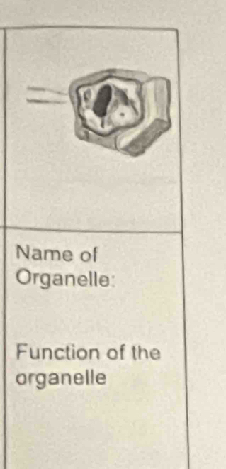 Name of 
Organelle: 
Function of the 
organelle