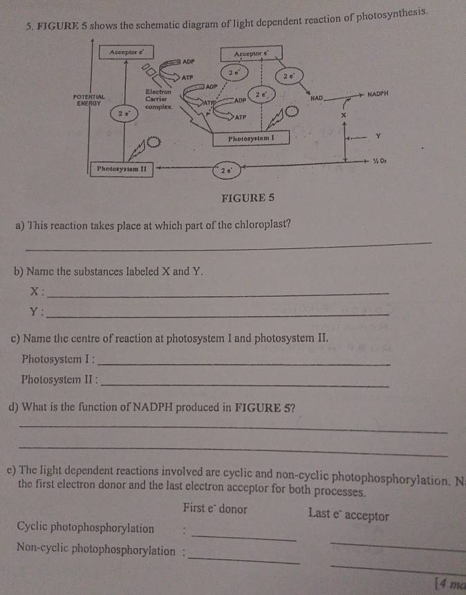 FIGURE 5 shows the schematic diagram of light dependent reaction of photosynthesis. 
a) This reaction takes place at which part of the chloroplast? 
_ 
b) Name the substances labeled X and Y.
X :_
Y :_ 
c) Name the centre of reaction at photosystem I and photosystem II. 
Photosystem I :_ 
Photosystem II :_ 
d) What is the function of NADPH produced in FIGURE 5? 
_ 
_ 
e) The light dependent reactions involved are cyclic and non-cyclic photophosphorylation. N 
the first electron donor and the last electron acceptor for both processes. 
First e donor Last e acceptor 
_ 
_ 
Cyclic photophosphorylation a : 
_ 
_ 
Non-cyclic photophosphorylation : 
[4 ma