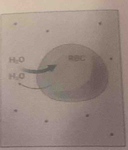 H-0 RBC
H, O