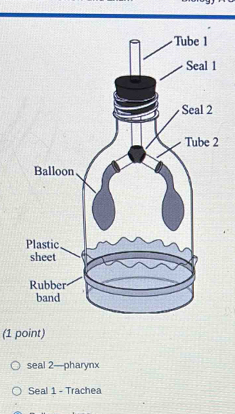 2 
(1 point) 
seal 2—pharynx 
Seal 1 - Trachea