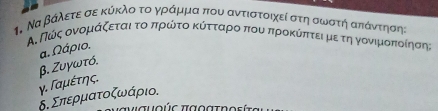 Να βάλετε αε κύκλο το γράμμα που αντιστοιχεί στη αωστή απάντησης
Α.Πόνςονορμιαάζεταιατοαπηρίώίτοακόίταταροαοπιουναπηροκύίπαίτειμεατηονονιαμοποίοίησης
α. Ωάριο.
γ. Γαμέτης. β. Ζυγωτό.
δ. Σπερματοζωάριο.
Vσυούς παοατηοείτα