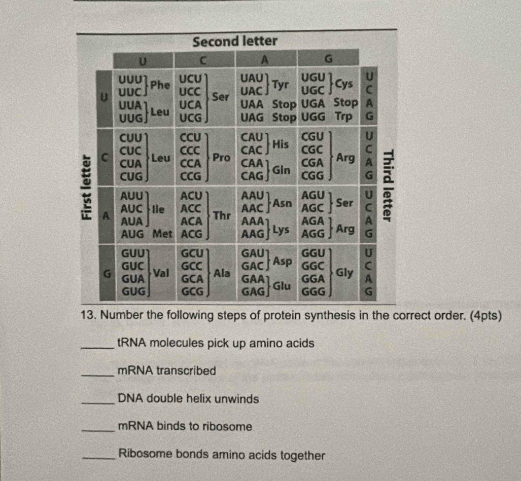 Number the following steps of protein synthesis in the correct order. (4pts) 
_tRNA molecules pick up amino acids 
_mRNA transcribed 
_DNA double helix unwinds 
_mRNA binds to ribosome 
_Ribosome bonds amino acids together