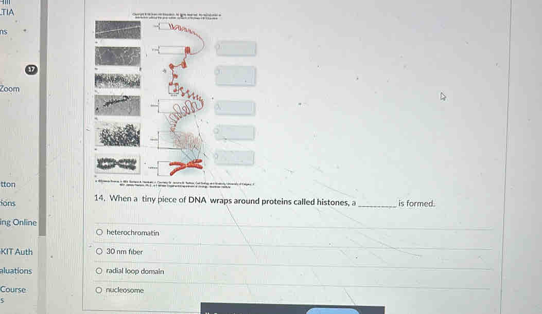 TIA — — 
ns
1
Zoom
tton
. — 
14. When a tiny piece of DNA wraps around proteins called histones, a
ions _is formed.
ing Online
heterochromatin
KIT Auth 30 nm fiber
aluations radial loop domain
Course nucleosome
S