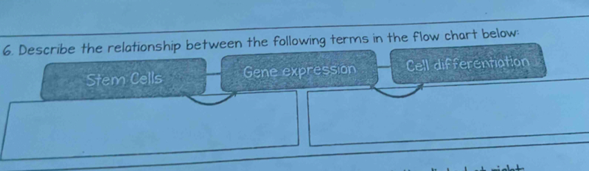 Describe the relationship between the following terms in the flow chart below: 
Stem Cells Gene expression Cell differentiation