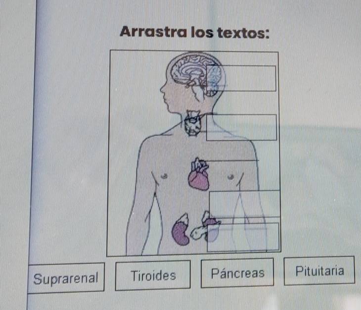 Arrastra los textos:
Suprarenal Tiroides Páncreas Pituitaria