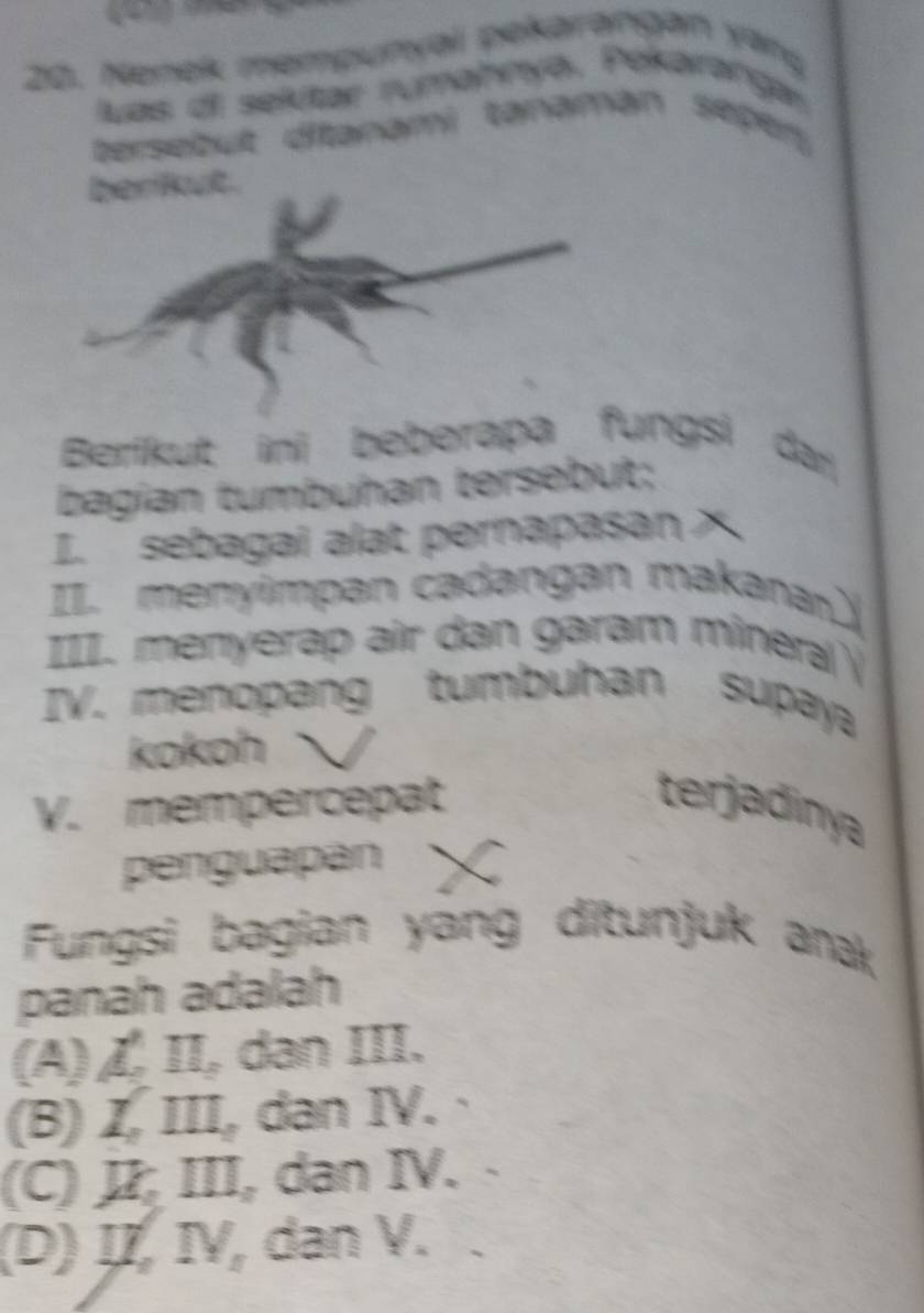 Nenek mempunyai pekarəngan yang
uas di sekitar rumahnyō, Pekaranga
tersebut ditanami tanamán seper
berikut.
Berikut inj beberapa fungsi dər
bagían tumbuhan tersebut;
I. sebagai alat pernapasan X
II. menyimpan cadangan makanar)
III. menyerap air dan garam minera 
IV. menopang tumbuhan supay
kokoh
V. mempercepat terjadinya
penguapan
Fungsi bagian yang ditunjuk anak
panah adalah
(A) ζ II, dan III.
(B) I, III, dan IV.
(C) I; III, dan IV.
(D) I, IV, dan V.