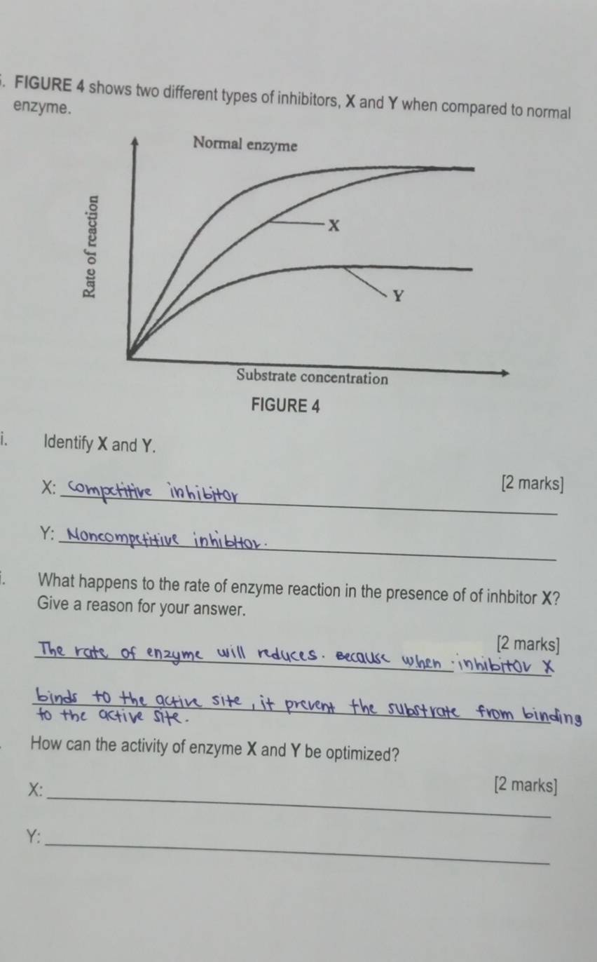 FIGURE 4 shows two different types of inhibitors, X and Y when compared to normal 
enzyme. 
i. Identify X and Y. 
_
X : [2 marks]
Y :_ 
What happens to the rate of enzyme reaction in the presence of of inhbitor X? 
Give a reason for your answer. 
_ 
[2 marks] 
_ 
How can the activity of enzyme X and Y be optimized?
X :_ 
[2 marks]
Y :_