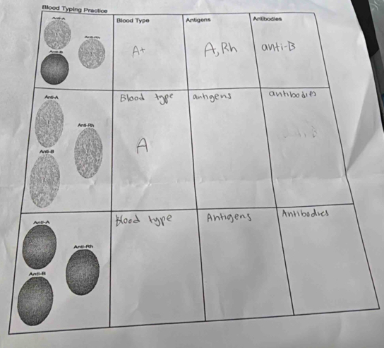 Blood Typing Practice