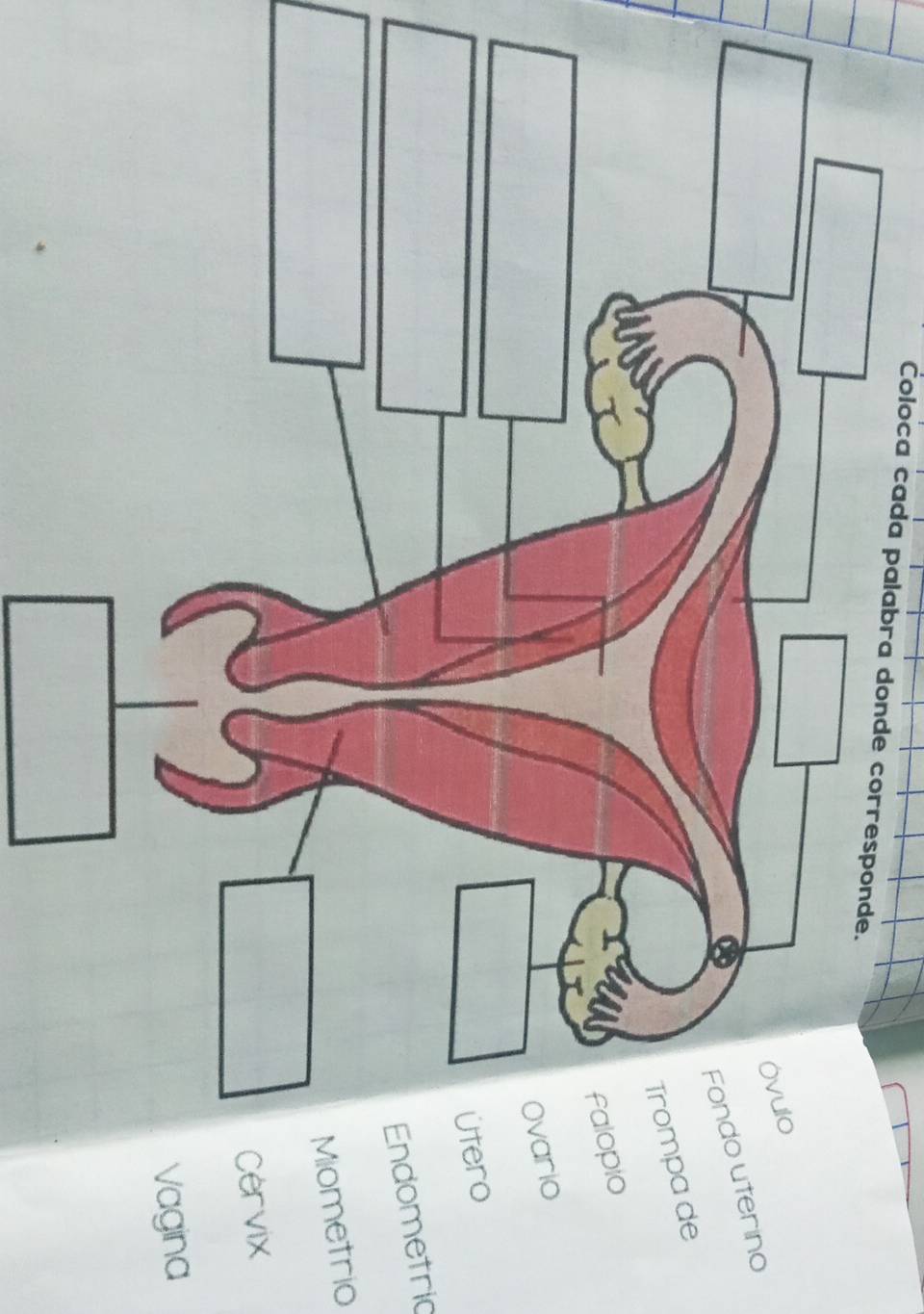 Coloca cada palabra donde corresponde. 
terino 
Trompa de 
o 
o 
o 
ometric 
metrio 
rvix 
agina