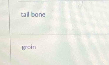 tail bone 
groin