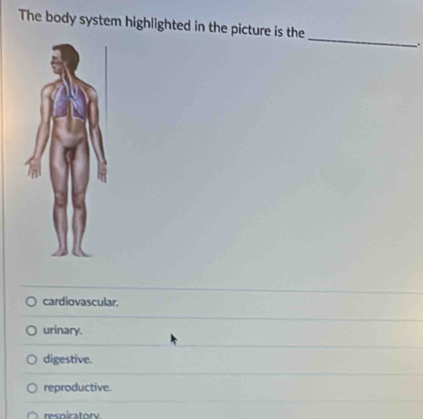 The body system highlighted in the picture is the
_
.
cardiovascular.
urinary.
digestive.
reproductive.
respirator