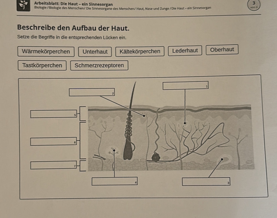 Arbeitsblatt: Die Haut - ein Sinnesorgan 
3 
Biologie / Biologie des Menschen/ Die Sinnesorgane des Menschen/ Haut, Nase und Zunge /Die Haut - ein Sinnesorgan 
a5 
Beschreibe den Aufbau der Haut. 
Setze die Begriffe in die entsprechenden Lücken ein. 
Wärmekörperchen Unterhaut Kältekörperchen Lederhaut Oberhaut 
Tastkörperchen Schmerzrezeptoren