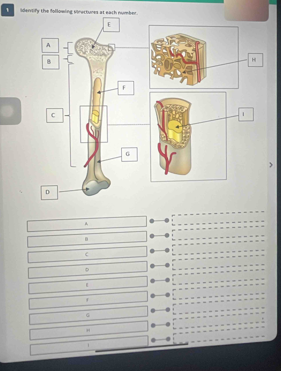 Identify the following structures at each number.
A
B
C
D
ε
F
G
H
1