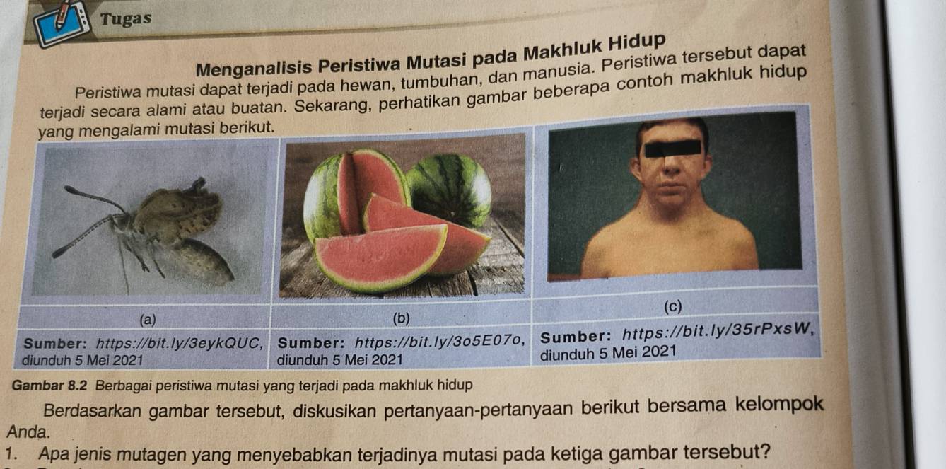 Tugas 
Menganalisis Peristiwa Mutasi pada Makhluk Hidup 
Peristiwa mutasi dapat terjadi pada hewan, tumbuhan, dan manusia. Peristiwa tersebut dapat 
terjadi secara alami atau buatan. Sekarang, perhatikan gambar beberapa contoh makhluk hidup 
yang mengalami mutasi berikut. 
(c) 
(a) (b) 
Sumber: https://bit.ly/3eykQUC, Sumber: https://bit.ly/3o5E07o, Sumber: https://bit.ly/35rPxsW, 
diunduh 5 Mei 2021 diunduh 5 Mei 2021 diunduh 5 Mei 2021 
Gambar 8.2 Berbagai peristiwa mutasi yang terjadi pada makhluk hidup 
Berdasarkan gambar tersebut, diskusikan pertanyaan-pertanyaan berikut bersama kelompok 
Anda. 
1. Apa jenis mutagen yang menyebabkan terjadinya mutasi pada ketiga gambar tersebut?