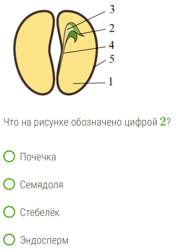 ΥΤо на рисунке обозначено циφрой 2?
Почечка
Семядоля
Стебелёк
Эндосперм