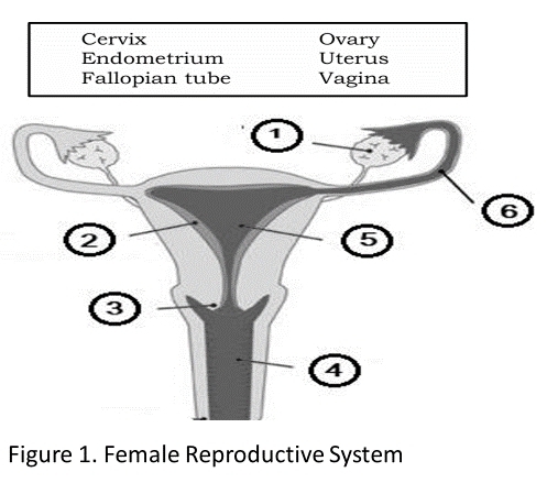 Cervix Ovary 
Endometrium Uterus 
Fallopian tube Vagina 
Figure 1. Female Reproductive System