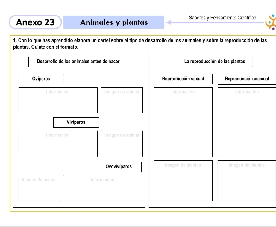 Anexo 23 Animales y plantas 
Saberes y Pensamiento Científico 
1. Con lo que has aprendido elabora un cartel sobre el tipo de desarrollo de los animales y sobre la reproducción de las 
plantas. Guíate con el formato. 
Desarrollo de los animales antes de nacer La reproducción de las plantas 
Ovíparos Reproducción sexual Reproducción asexual 
Información Imagen de animal Información Información 
Vivíparos 
Información Imagen de animal 
Ovovivíparos Imagen de plantas Imagen de plantas 
Imagen de animal Información