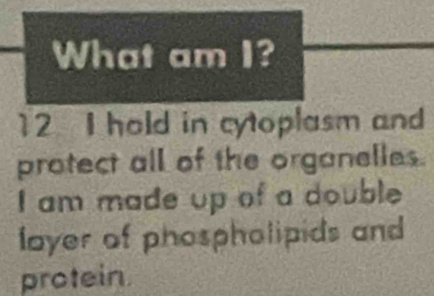 What am I? 
12 I hold in cytoplasm and 
protect all of the organelles. 
I am made up of a double 
layer of phospholipids and 
protein