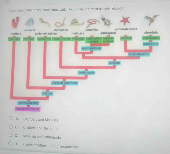 According to the phylogenetic tree, which two phyla are most closely related?
cnidaria nematoda annelida echinodermata
porifera platyhelminthes mollusca arthropoda chordata
sponges jellynish Natworms round worms mollusks segmented worms Insects starfish Vertebrates
spiders backbone
segmentation
endoskeleton
coelom
body cavity
bilateral symmetry
tissues
multicellularity
Ancestral Protist
A. Chordata and Mollusca
B. Cnidaria and Nematoda
C. Annelida and Arthropoda
D. Platyhelminthes and Echinodermata